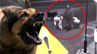 VIDEO- Bătrână din Bârlad, la un pas să fie sfâșiată de o haită de câini