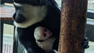 Pui de maimuță Colobus, născut recent la Grădina Zoologică din Brașov