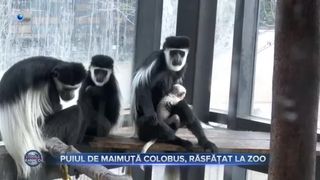 Puiul de maimuță Colobus, răsfățat la zoo