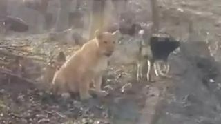 VIDEO - Imagini inedite cu un leu care se plimbă pe malul Nistrului, în Republica Moldova. Autoritățile: „Se plimbă alături de stăpânul lui”