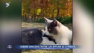 Iubire sinceră între un iepure și o pisică