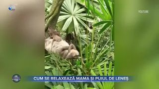 Cum se relaxează mama și puiul de leneș