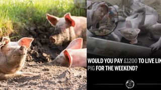 Categoria de oameni care plătește 1200 de lire pentru a fi tratată ca porcii. Oamenii mănâncă de pe jos și să tăvălesc în noroi