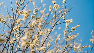 Floriile 2023. Pe ce dată este sărbătoarea în acest an?