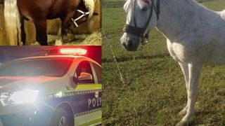 Un tânăr de 19 ani este cercetat pentru zoofilie după ce a întreţinut relaţii sexuale cu o cabalină