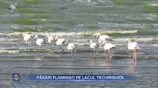 Păsări Flamingo pe lacul Techirghiol