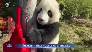 În așteptarea noului an chinezesc