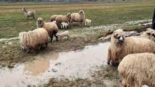 C&acirc;inii au ucis mai multe oi &icirc;n Satu Mare. Atenție, imagini cu puternic impact emoțional!