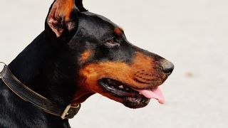 Moartea cumplită a unui bătrân care a fost sfâșiat de câini