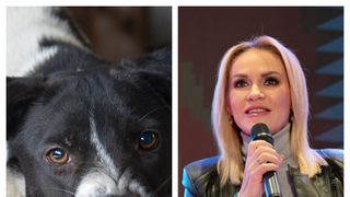 Gabriela Firea, reacție după ce o femeie a fost omorâtă de o haită de câini în Bucureşti, în timp ce alerga: „Actuala administraţie a Capitalei nu se preocupă”
