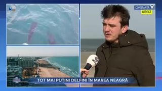 Tot mai puțini delfini în Marea Neagră
