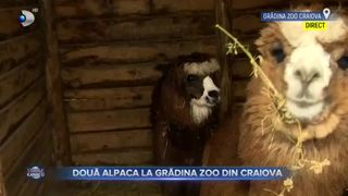 Două Alpaca la Grădina Zoo din Craiova