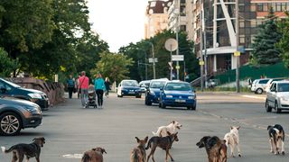 Victimele câinilor fără stăpân.