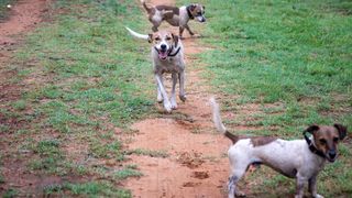 Victimele câinilor fără stăpân.