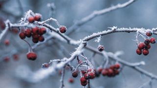 Prognoza meteo pentru perioada 23 ianuarie-20 februarie 2023. 