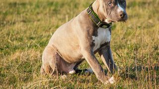 VIDEO - Nouă ipoteză în cazul Anei, femeia ucisă lângă Lacul Morii. Ar fi fost atacată de câini de luptă