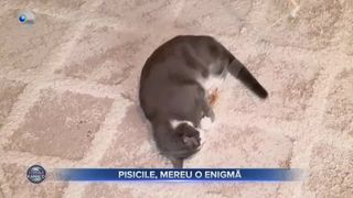 Pisicile, mereu o enigmă