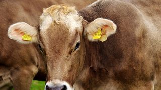 VIDEO- Măsuri de bunăstare pentru taurine: Ministerul Agriculturii susține măsurile de bunăstare cu 100 de euro pe cap de animal