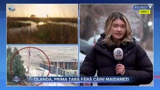Olanda, prima țară fără câini maidanezi