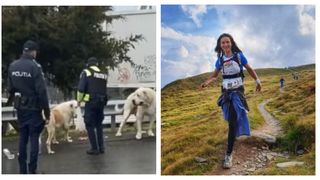 VIDEO - Două patrupede de luptă au fost văzute pe străzile Capitalei, la doar câteva zile după ce Ana Oros a fost sfâșiată de câini: „Poate să sfărâme piciorul unui om dintr-o singură mușcătură”