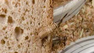 Preț făină de greieri. Cât costă făina de greieri în magazinele din România?