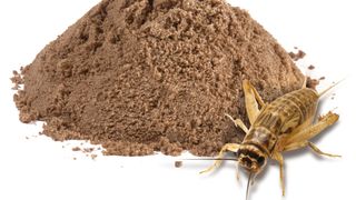 Preț făină de greieri. C&acirc;t costă făina de greieri &icirc;n magazinele din Rom&acirc;nia?