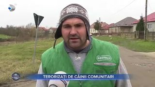 Terorizați de câinii comunitari