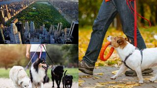 Povestea bărbatului care s-a îmbogățit din plimbatul câinilor. Ce sumă câștigă într-un an