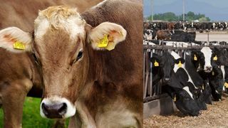 Ce spun specialiștii: Casele făcute din balegă de vacă, protejate de radiațiile atomice