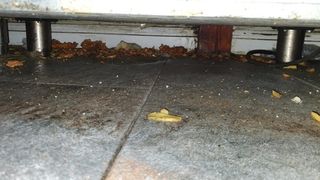 Insecte vii și moarte într-un fast-food din Constanța. Unitatea a fost amendată și închisă