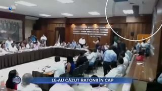 Le-au căzut ratonii &icirc;n cap