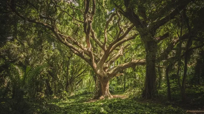 pasare imagine optica