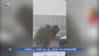 Cămila care nu se teme de ninsoare