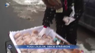 Fuga Lolelor, obicei străvechi