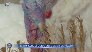 Gripa aviară ucide sute de mii de păsări