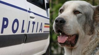 Un bărbat este cercetat pentru cuparea urechilor și tăierea cozii la trei câini ciobănești