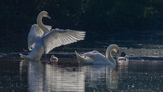 VIDEO - Focar de gripă aviară la Suceava: peste 100 de rațe sălbatice și lebede au murit de la începutul anului