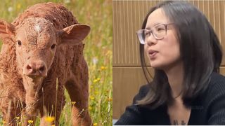 O tânără a fost reţinută şi amendată, după ce a plimbat un viţel în Piaţa Roşie