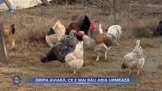 Gripa aviară - ce e mai rău abia urmează