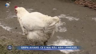 Gripa aviară - ce e mai rău abia urmează
