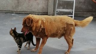 Cum arată cel mai bătrân câine din toate timpurile. Bobi are 30 de ani și a scăpat de la moarte miraculos - VIDEO