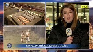 Gripa aviară scumpește ouăle