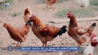 Au dat viața de la oraș pe agroturis