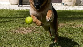 El este cel mai bogat câine din lume, după ce a moștenit averea unei contese. Care este suma bunurilor lăsate animalului de companie