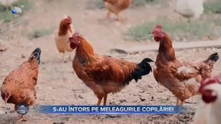S-au &icirc;ntors pe meleagurile copilăriei