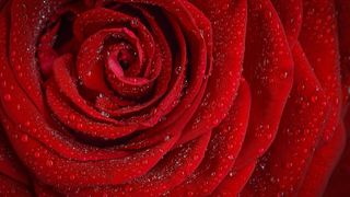 Cât de mult s-au scumpit florile în România. Prețul unui buchet de Ziua Îndrăgostiților