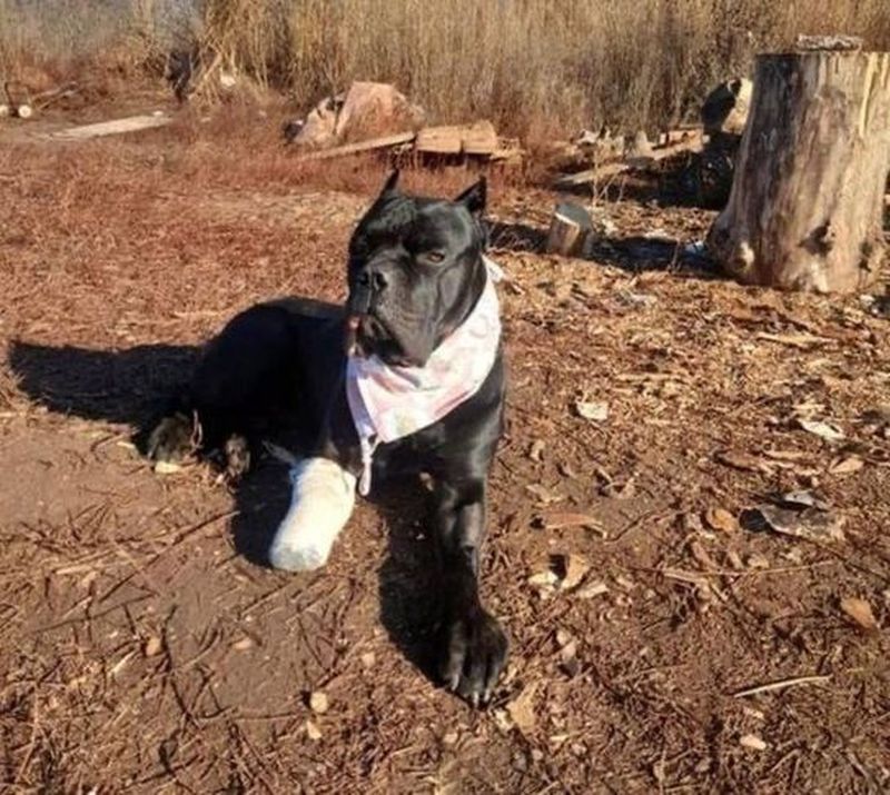 FOTO - Povestea lui Vasile, câinele-soldat din Ucraina. Patrupedul și-a ros singur piciorul pentru a nu fi capturat de armata rusă