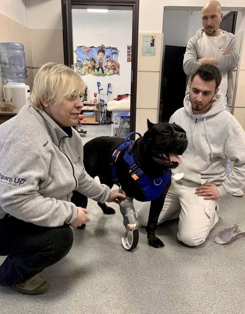 FOTO - Povestea lui Vasile, câinele-soldat din Ucraina. Patrupedul și-a ros singur piciorul pentru a nu fi capturat de armata rusă