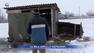 La mila gerului năprasnic