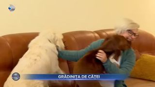 Grădinița de căței